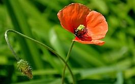 位圖 植物圖案 寫實(shí)花卉 花朵 野花 免費(fèi)素材