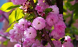 位圖 植物圖案 寫實(shí)花卉 花朵 野花 免費(fèi)素材