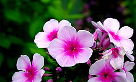 位圖 植物圖案 寫(xiě)實(shí)花卉 花朵 牽?；?免費(fèi)素材