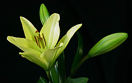 位圖 植物圖案 寫實(shí)花卉 花朵 百合 免費(fèi)素材