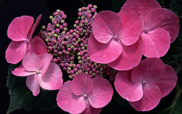 位圖 植物圖案 寫實(shí)花卉 花朵 蝴蝶蘭 免費(fèi)素材