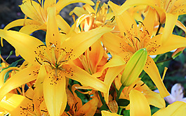 位圖 植物圖案 寫(xiě)實(shí)花卉 花朵 位圖 免費(fèi)素材