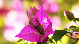 位圖 植物圖案 寫實花卉 花朵 位圖 免費(fèi)素材