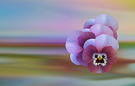 位圖 植物圖案 寫實花卉 花朵 位圖 免費素材