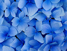 位圖 植物圖案 寫實(shí)花卉 花朵 位圖 免費(fèi)素材