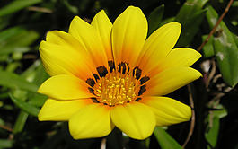 位圖 植物圖案 寫實(shí)花卉 花朵 位圖 免費(fèi)素材