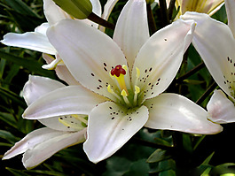位圖 植物圖案 寫實(shí)花卉 花朵 位圖 免費(fèi)素材
