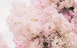 位圖 寫實花卉 植物 花朵 櫻花 免費素材