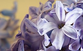 位圖 寫實(shí)花卉 植物 花朵 百合 免費(fèi)素材