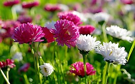 位圖 寫實(shí)花卉 植物 花朵 菊花 免費(fèi)素材