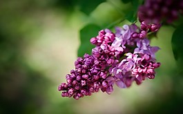 位圖 寫(xiě)實(shí)花卉 植物 花朵 野花 免費(fèi)素材
