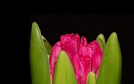 位圖 寫(xiě)實(shí)花卉 植物 花朵 野花 免費(fèi)素材