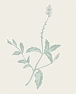 马鞭草、马鞭草的开花植物