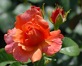位圖 寫實(shí)花卉 植物 花朵 牡丹 免費(fèi)素材