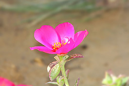 位圖 植物圖案 寫實(shí)花卉 花朵 位圖 免費(fèi)素材