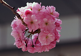 位圖 植物圖案 寫實(shí)花卉 花朵 位圖 免費(fèi)素材