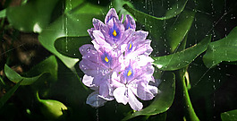 位圖 植物圖案 寫實花卉 花朵 位圖 免費素材