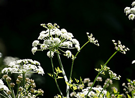 位圖 植物圖案 寫實(shí)花卉 花朵 野花 免費(fèi)素材