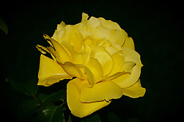 位圖 植物圖案 寫實(shí)花卉 花朵 月季 免費(fèi)素材