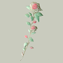 繡花 植物 花朵 免費(fèi)素材