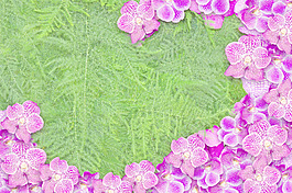 蘭花花