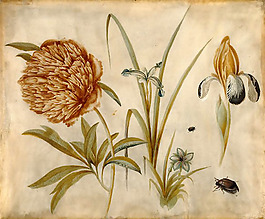 位圖 植物圖案 寫意花卉 花朵 免費(fèi)素材
