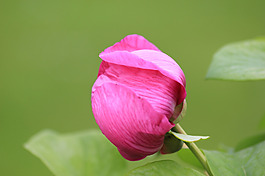 位圖 植物攝影 寫實(shí)花卉 花朵 數(shù)碼照片 免費(fèi)素材