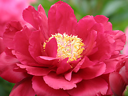 位圖 植物攝影 寫(xiě)實(shí)花卉 花朵 數(shù)碼照片 免費(fèi)素材