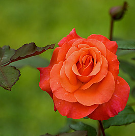位圖 植物攝影 寫(xiě)實(shí)花卉 花朵 數(shù)碼照片 免費(fèi)素材