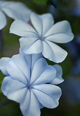 位圖 植物攝影 寫實(shí)花卉 花朵 數(shù)碼照片 免費(fèi)素材
