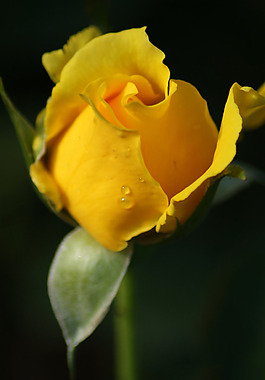 位圖 植物攝影 寫(xiě)實(shí)花卉 花朵 數(shù)碼照片 免費(fèi)素材
