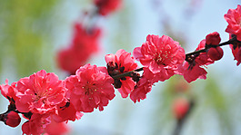位圖 植物圖案 寫(xiě)實(shí)花卉 花朵 梅花 免費(fèi)素材