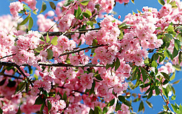位圖 植物圖案 寫實(shí)花卉 花朵 櫻花 免費(fèi)素材