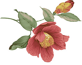 位圖 PSD 寫意花卉 花朵 免費素材