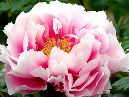 位圖 植物攝影 寫(xiě)實(shí)花卉 花朵 數(shù)碼照片 免費(fèi)素材