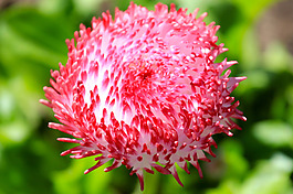 位圖 植物攝影 寫實(shí)花卉 花朵 數(shù)碼照片 免費(fèi)素材