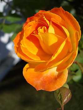 位圖 植物攝影 寫(xiě)實(shí)花卉 花朵 數(shù)碼照片 免費(fèi)素材