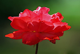 位圖 植物攝影 寫實(shí)花卉 花朵 數(shù)碼照片 免費(fèi)素材