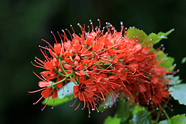 位圖 植物攝影 寫(xiě)實(shí)花卉 花朵 數(shù)碼照片 免費(fèi)素材