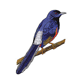 繡花 動(dòng)物 鳥(niǎo) 免費(fèi)素材