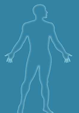 男性人體解剖學綱要藍