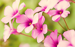 位圖 植物圖案 寫實(shí)花卉 花朵 牽?；?免費(fèi)素材
