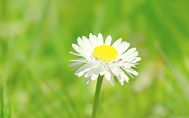 位圖 植物圖案 寫實(shí)花卉 花朵 菊花 免費(fèi)素材