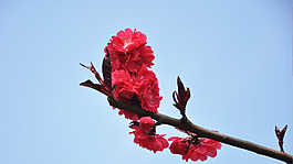 位圖 植物圖案 寫(xiě)實(shí)花卉 花朵 梅花 免費(fèi)素材