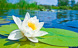位圖 植物圖案 寫實(shí)花卉 花朵 荷花 免費(fèi)素材