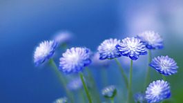 位圖 植物圖案 寫實花卉 花朵 菊花 免費素材