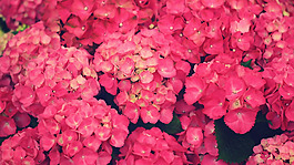 位圖 植物攝影 寫實(shí)花卉 花朵 數(shù)碼照片 免費(fèi)素材