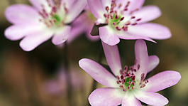 位圖 植物圖案 寫(xiě)實(shí)花卉 花朵 野花 免費(fèi)素材