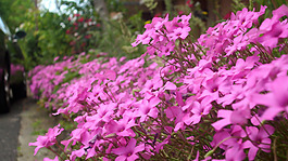 位圖 植物圖案 寫實(shí)花卉 花朵 野花 免費(fèi)素材