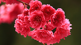 位圖 植物攝影 寫(xiě)實(shí)花卉 花朵 數(shù)碼照片 免費(fèi)素材